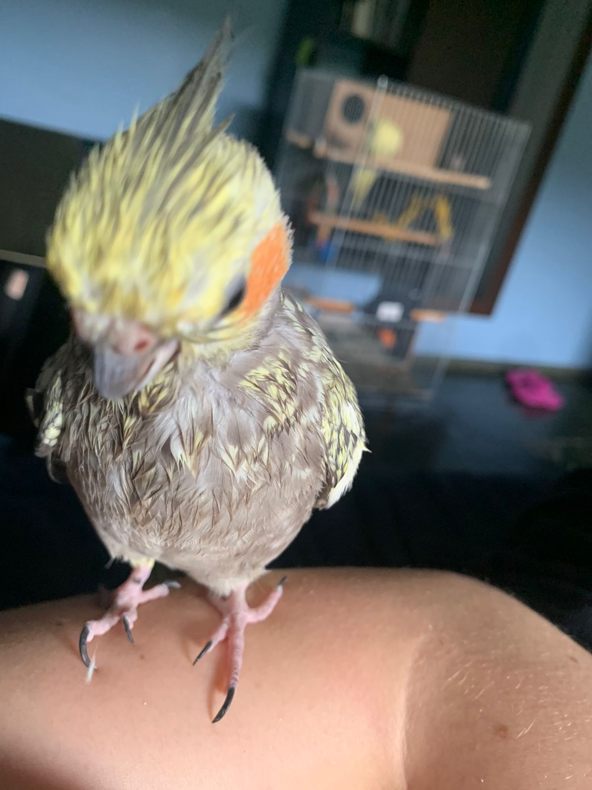 A picture of Josefina, a female pearl cockatiel