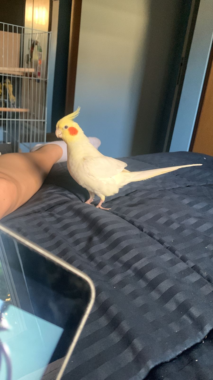 A picture of Legolas, a male lutino cockatiel