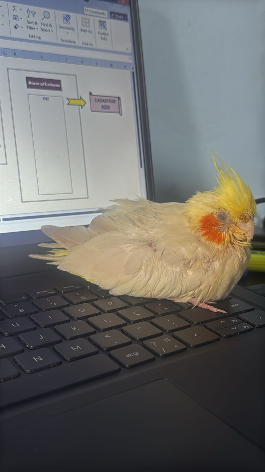 A picture of Paloma, a female Lutino cockatiel