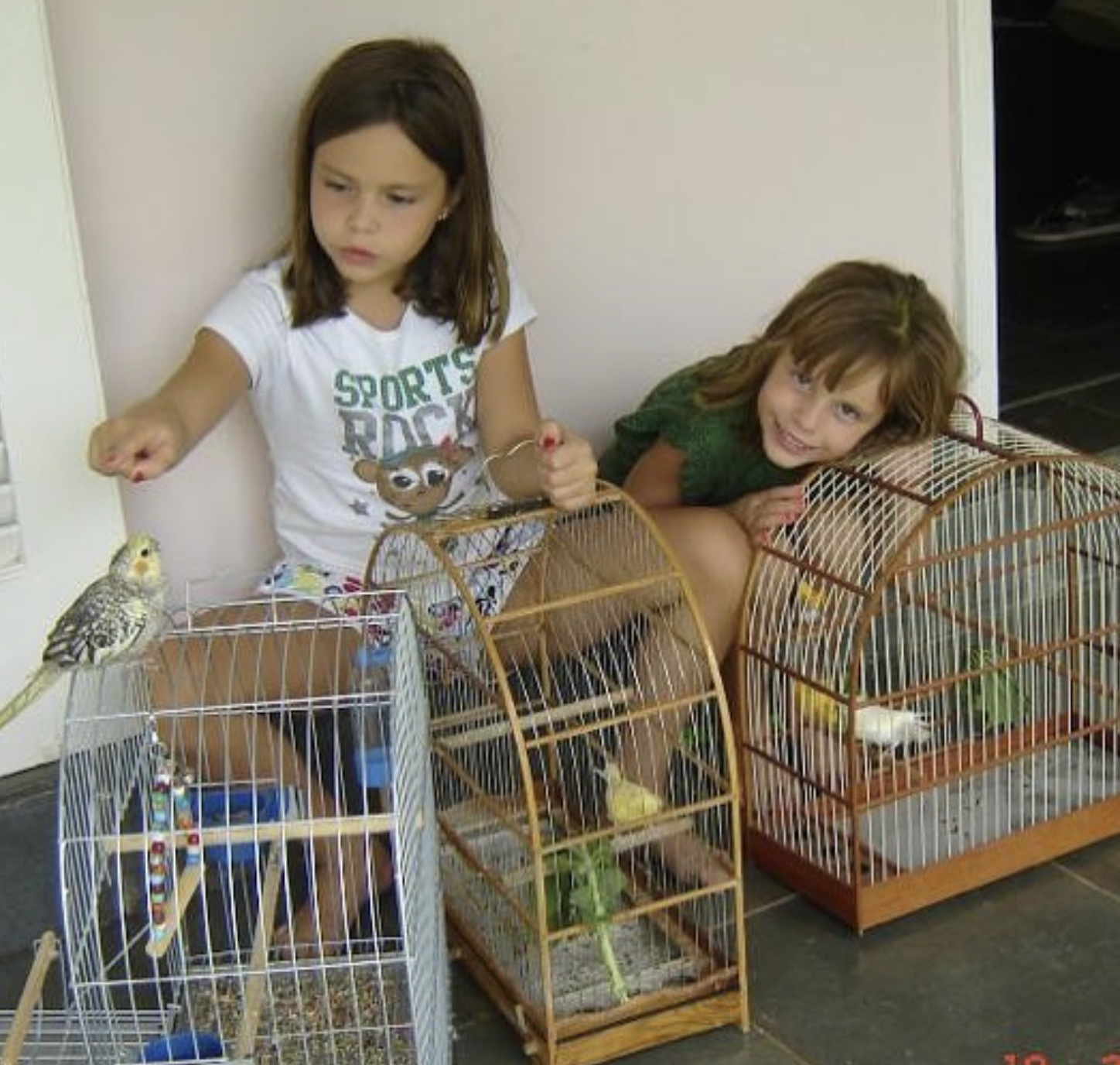 A picture of Zezé, a female pearl cockatiel