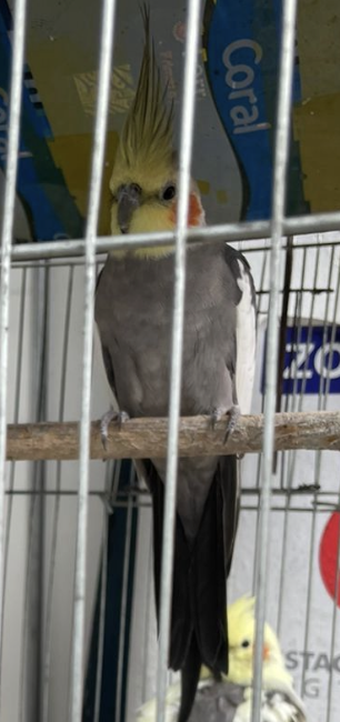 A picture of Zizi, a male normal grey cockatiel